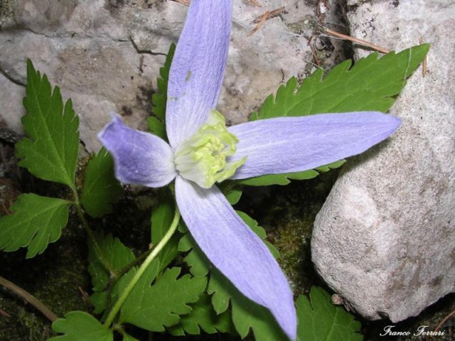 clematis alpina